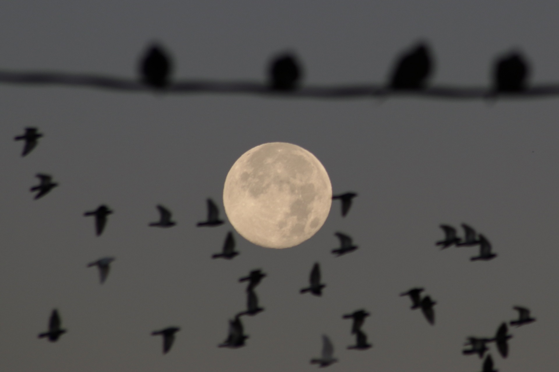 A flock of birds fly across the full moon while other birds rest on a wire.