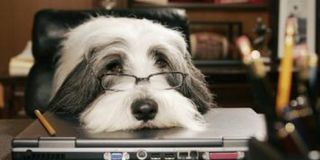 Tim Allen's version of The Shaggy Dog in the film - cute glasses included.