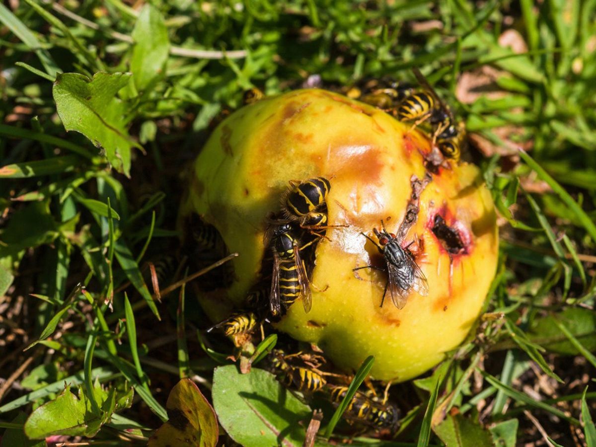 How To Keep Wasps From Fruit Preventing Wasps In Fruit Trees