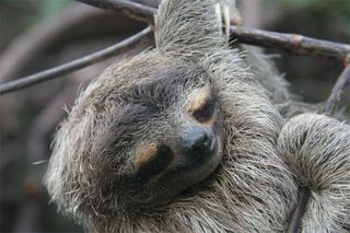 Sloths The World S Slowest Mammals Live Science