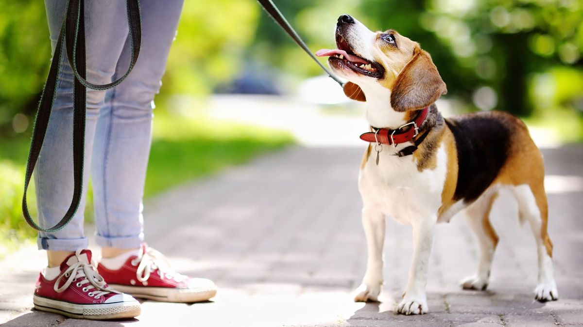 Obedient Beagle dog looking up at his owner while being walked in the park