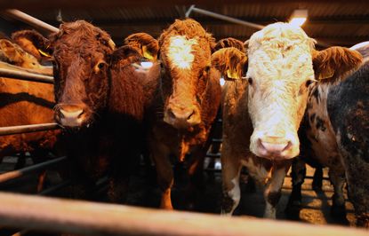 Antibiotic use is down in livestock