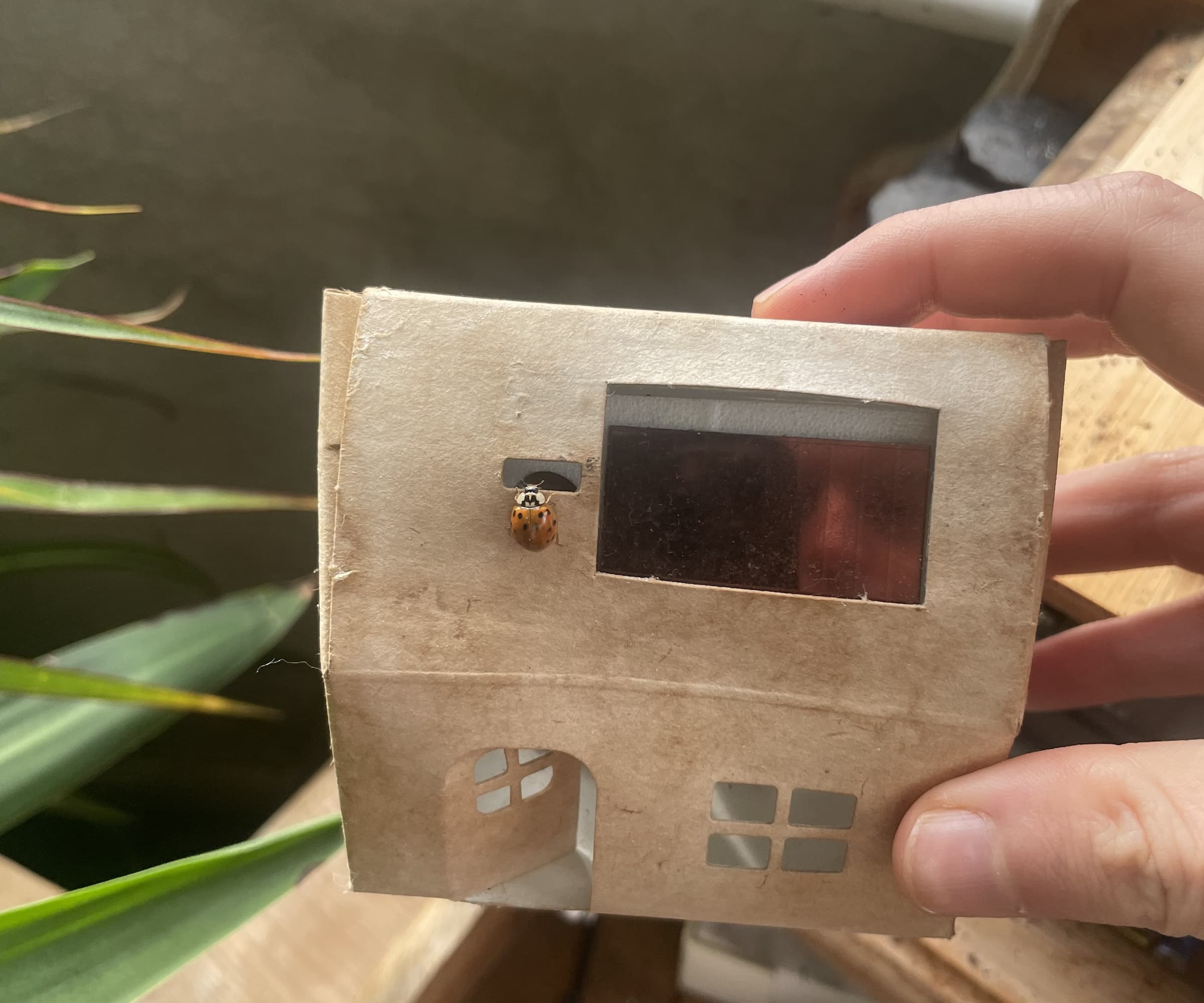 A ladybird on a cardboard house with someone holding it up
