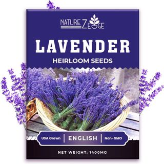 1400 English Lavender Seeds for Planting Indoors or Outdoors
