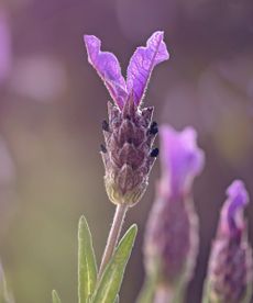 Using fragrance in the yard for wellbeing