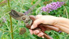 pruning buddleja with secateurs