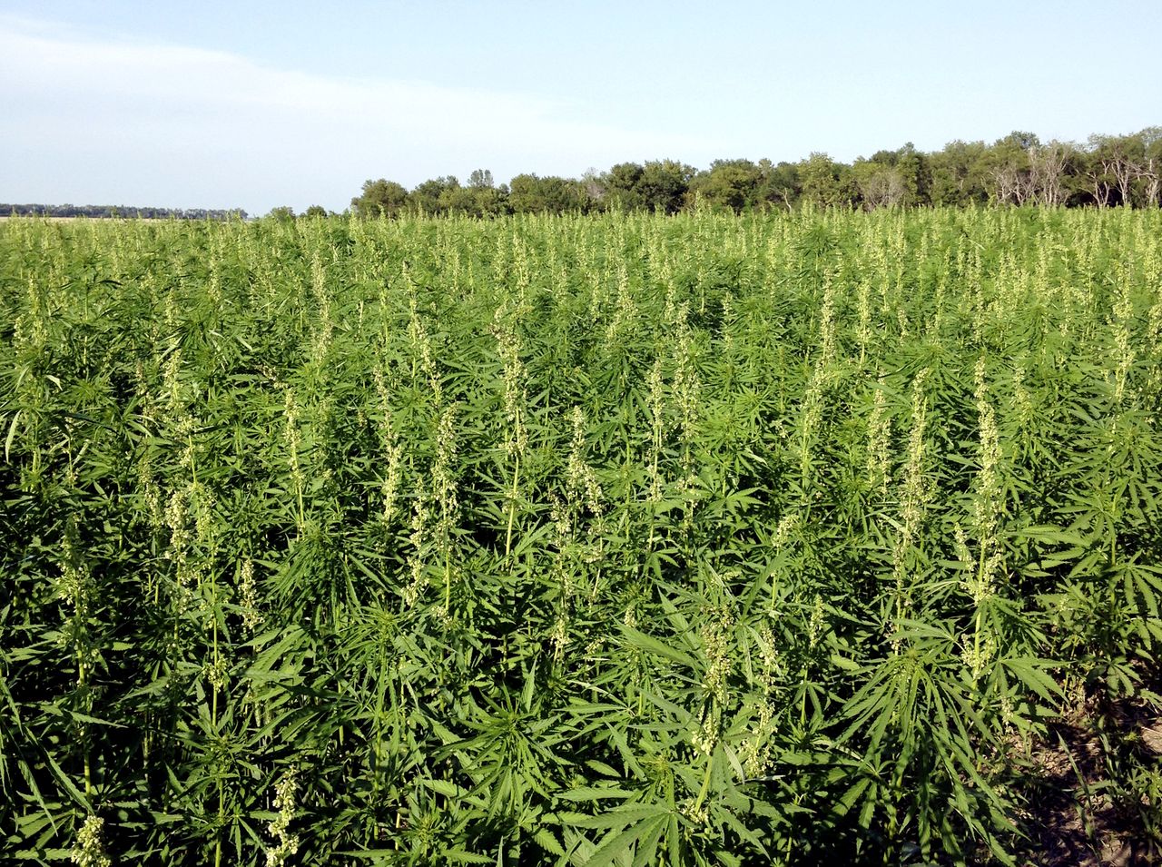 A field of hemp.