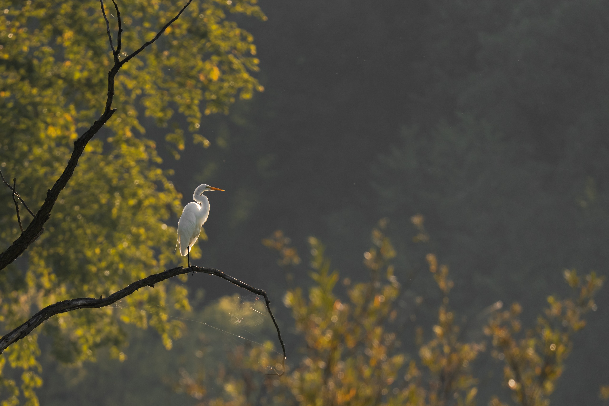 An edited RAW image sample from the Sony FE 600mm f/5.6 GM OSS and Sony A7 V