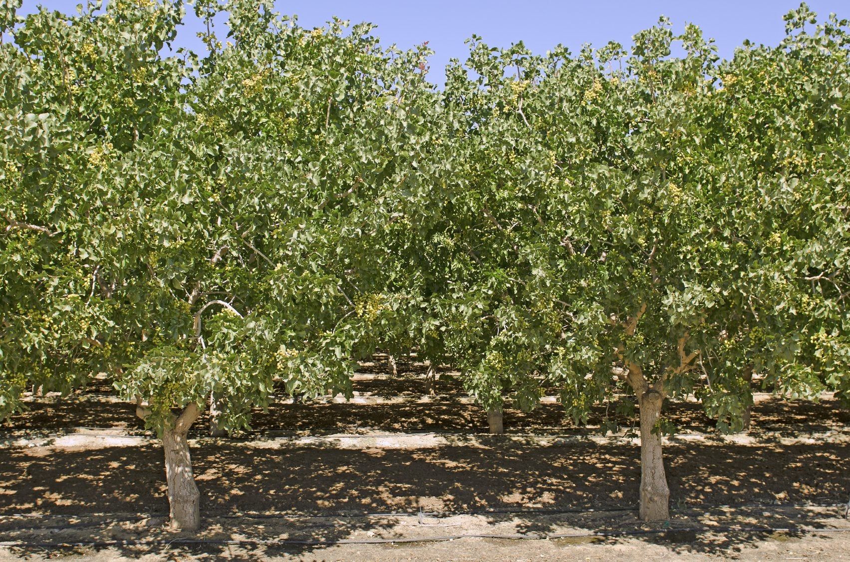 Helpful Pistachio Pruning Tips - How And When To Prune Pistachio Trees ...