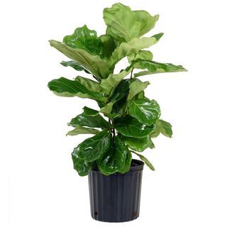 pot, Plant, Ficus Lyrata