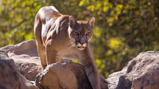 Mountain lion on rocks