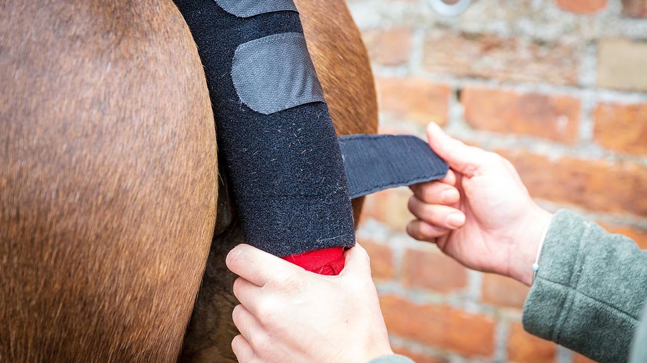 Premier Equine padded tail guard with tail bag review
