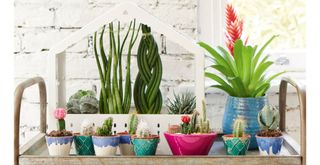 metal trolley with terrarium and potted houseplants