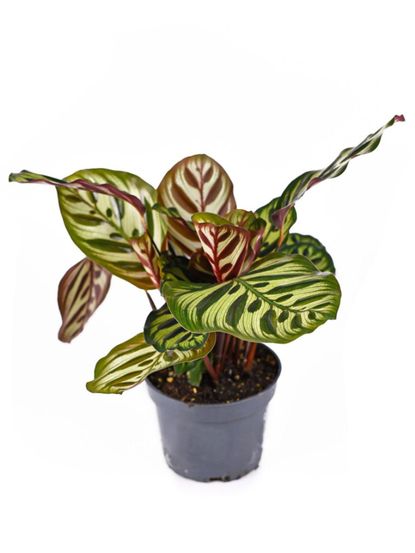 Potted Calathea Plant