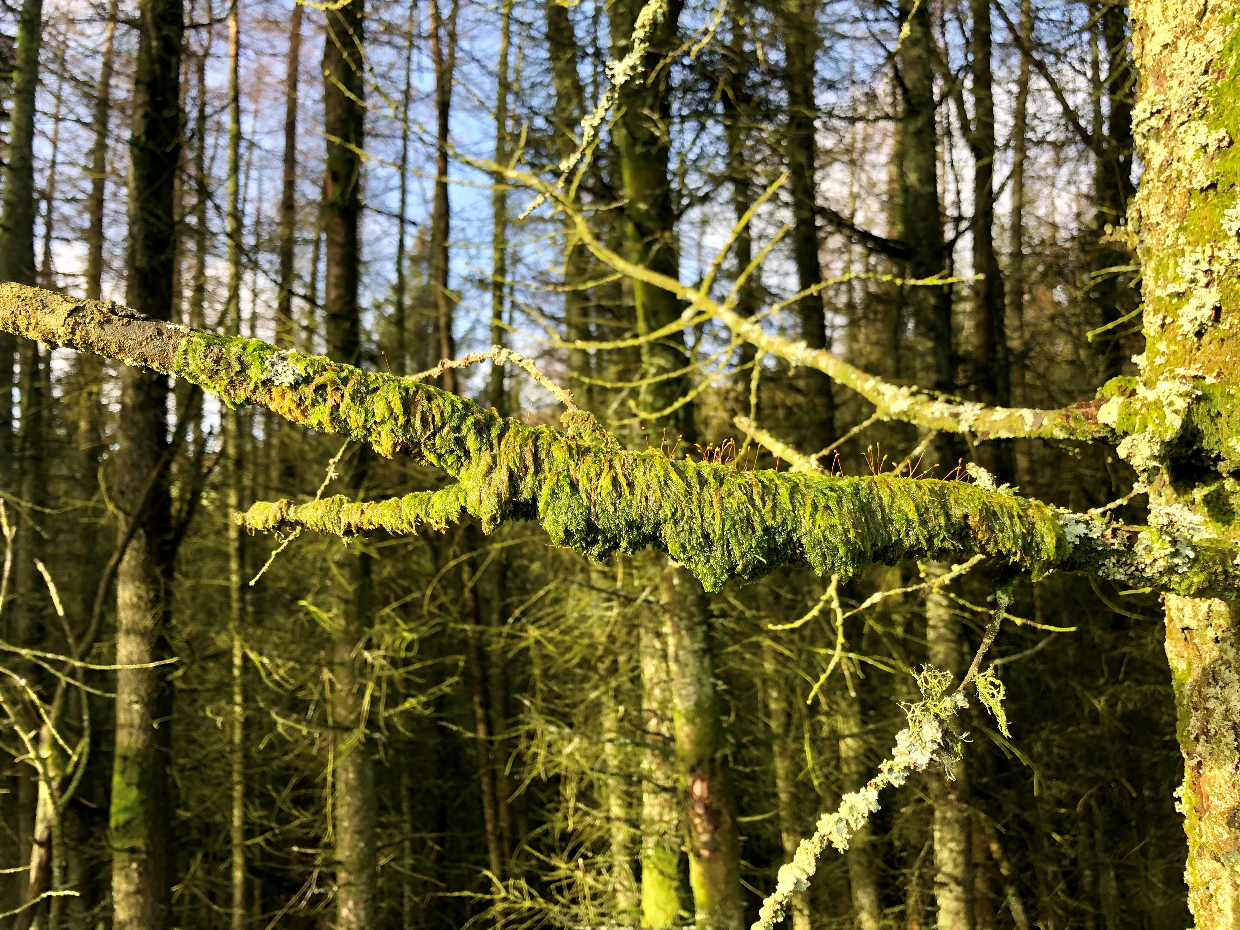 A moss covered tree