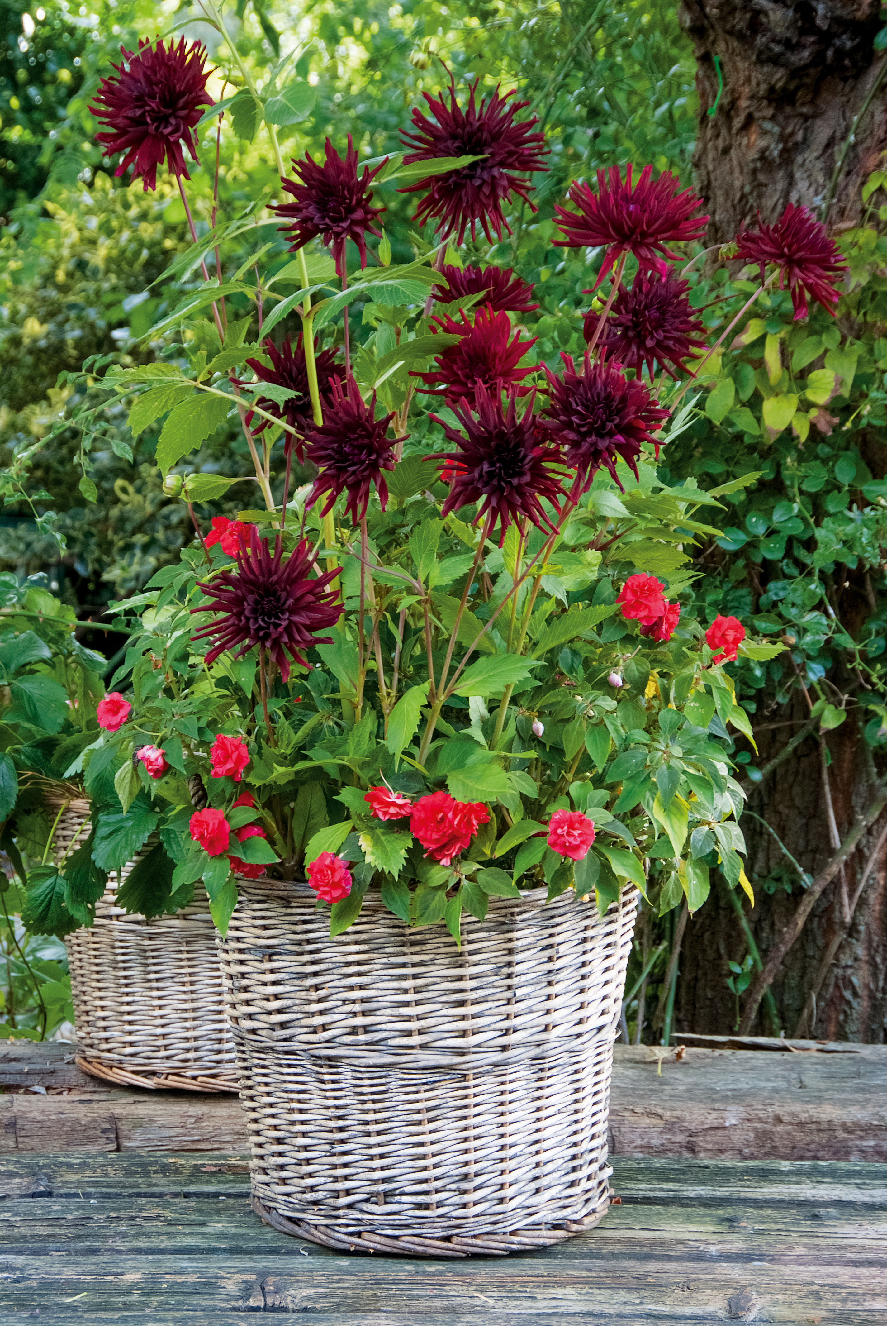 container gardening rattan planters