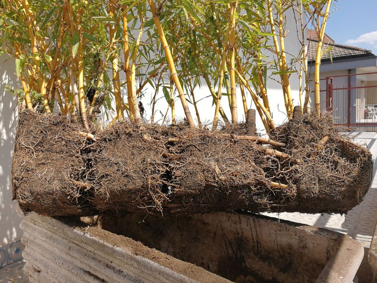 Uprooted Bamboo Plants