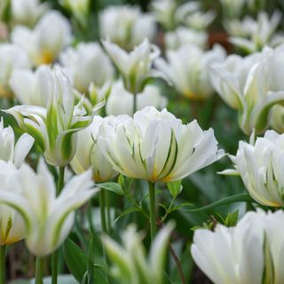 a close up of white tulips