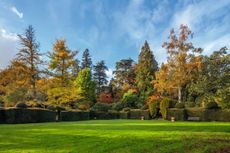 The croquet lawn with yew hedges and a Gingko biloba on the left, one of 5,500 trees and shrubs; 100 new ones are added each year. Hergest Croft, Herefordshire ©Clive Nichols Garden Pictures