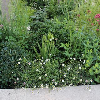 Erigeron karvinskianus or Mexican fleabane growing in garden at Chelsea Flower Show 2024