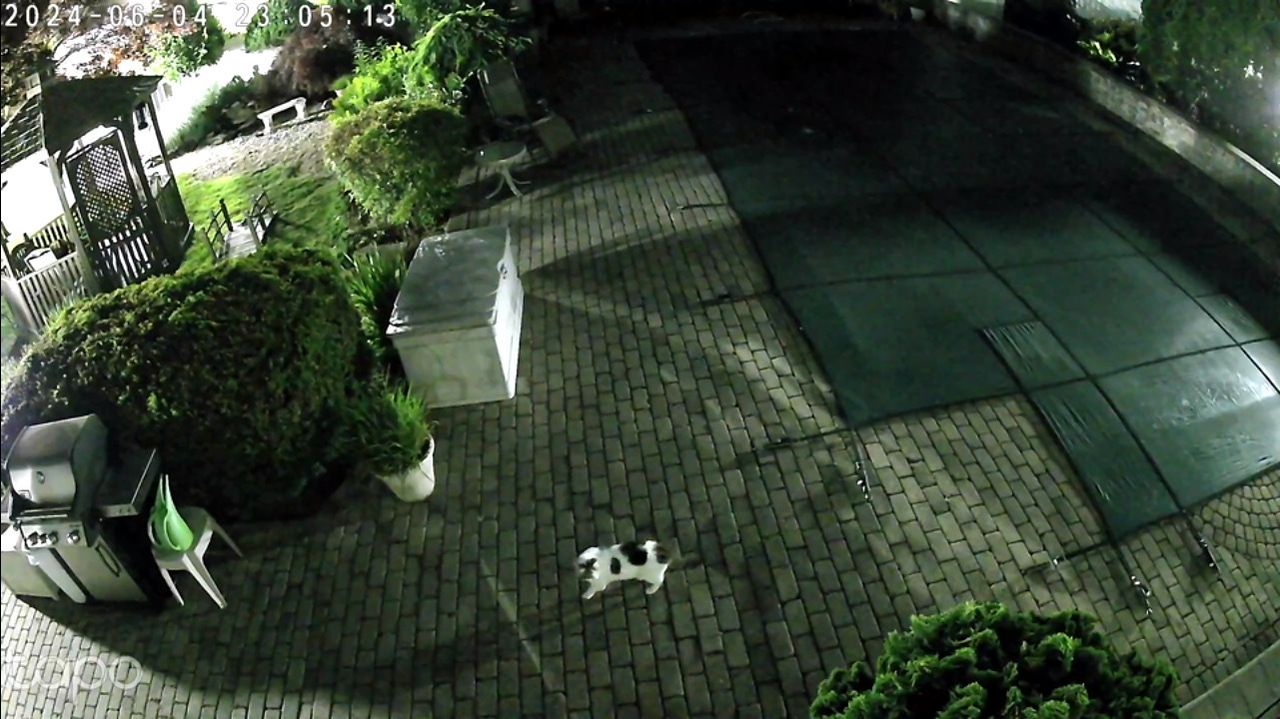 Tapo C120 shows backyard at night
