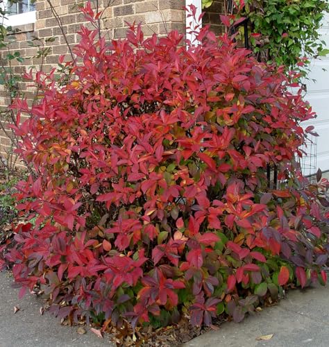 2 Henry's Garnet Itea Virginica Sweetspire - Live Plants 6-12&amp;quot; Tall in 4&amp;quot; Pots