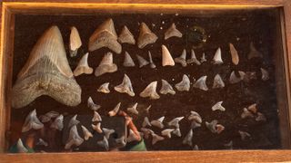 Part of Molly's shark tooth collection, including her newest megalodon tooth.