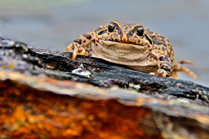 Marbled four-eyed frog, mobile labs, fungus