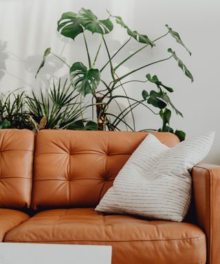 An image of a neutral living room with a tan leather sofa in the foreground and a selection of houes plants in the background