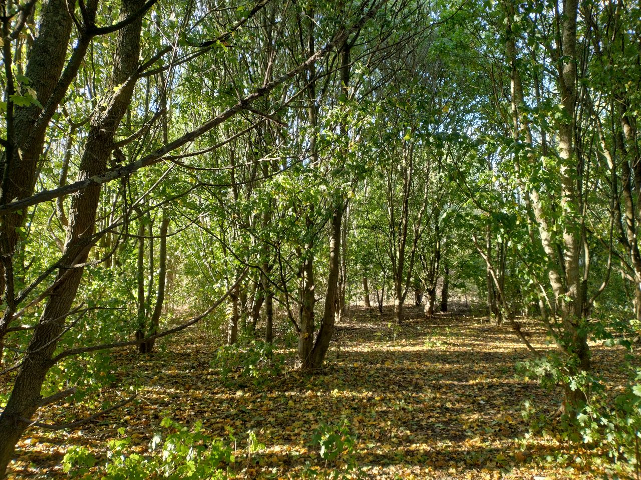 A Motorola Edge 30 Neo camera sample