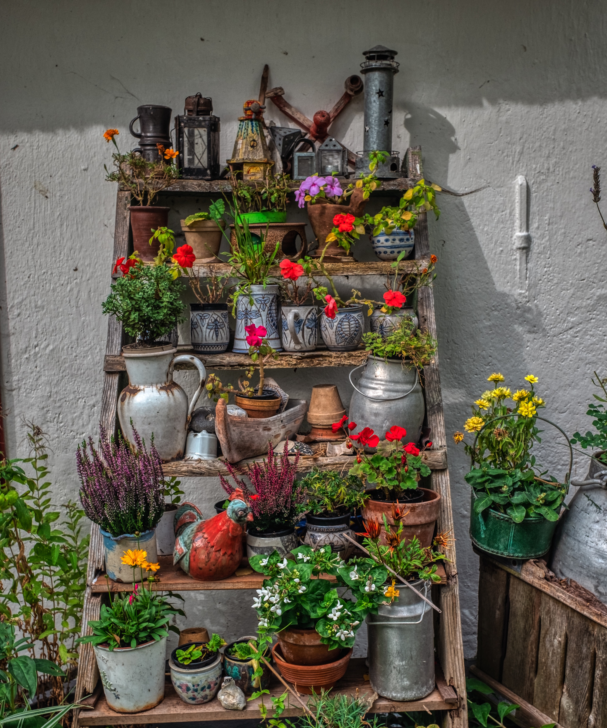Selection of geraniums, heather and other plants on rustic ladder shelves in zine and terracotta containers