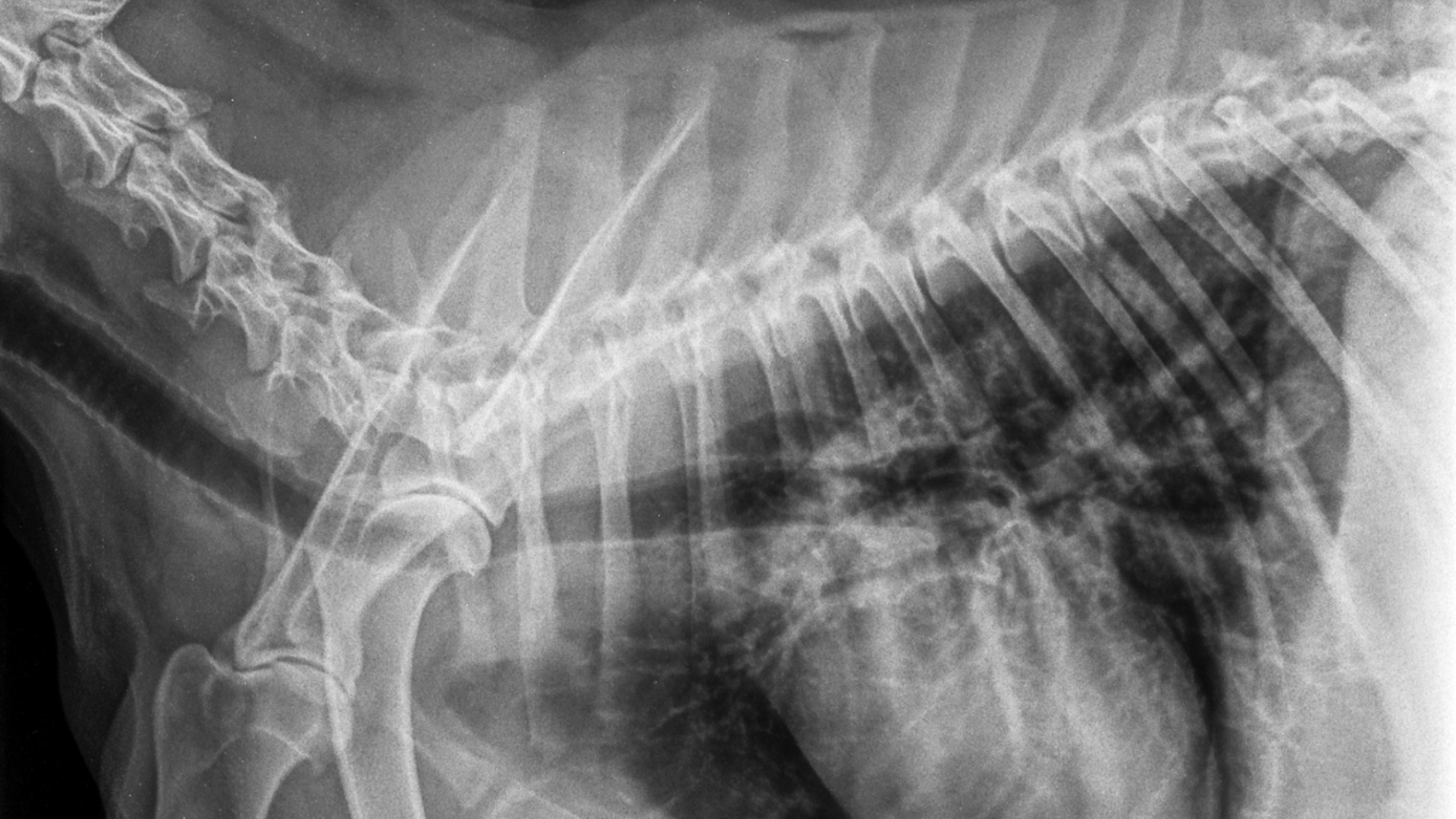 An x-ray of a dog's chest