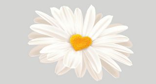 Vector art tutorials: Illustration of daisy