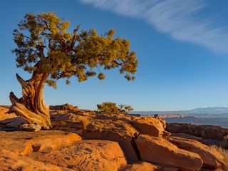 A gnarled old juniper tree in the desert