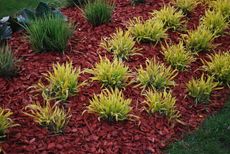 Plants In Garden Surrounded By Colored Mulch