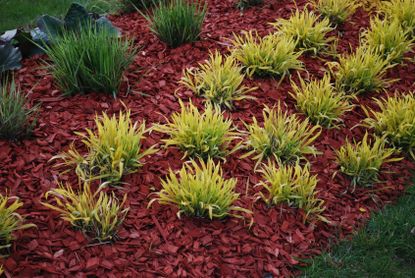 Plants In Garden Surrounded By Colored Mulch