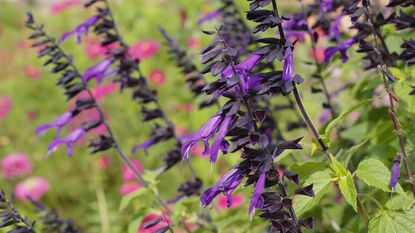 Salvia 'Amistad'