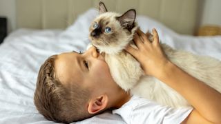 Boy lying on bed with ragdoll cat on top of him