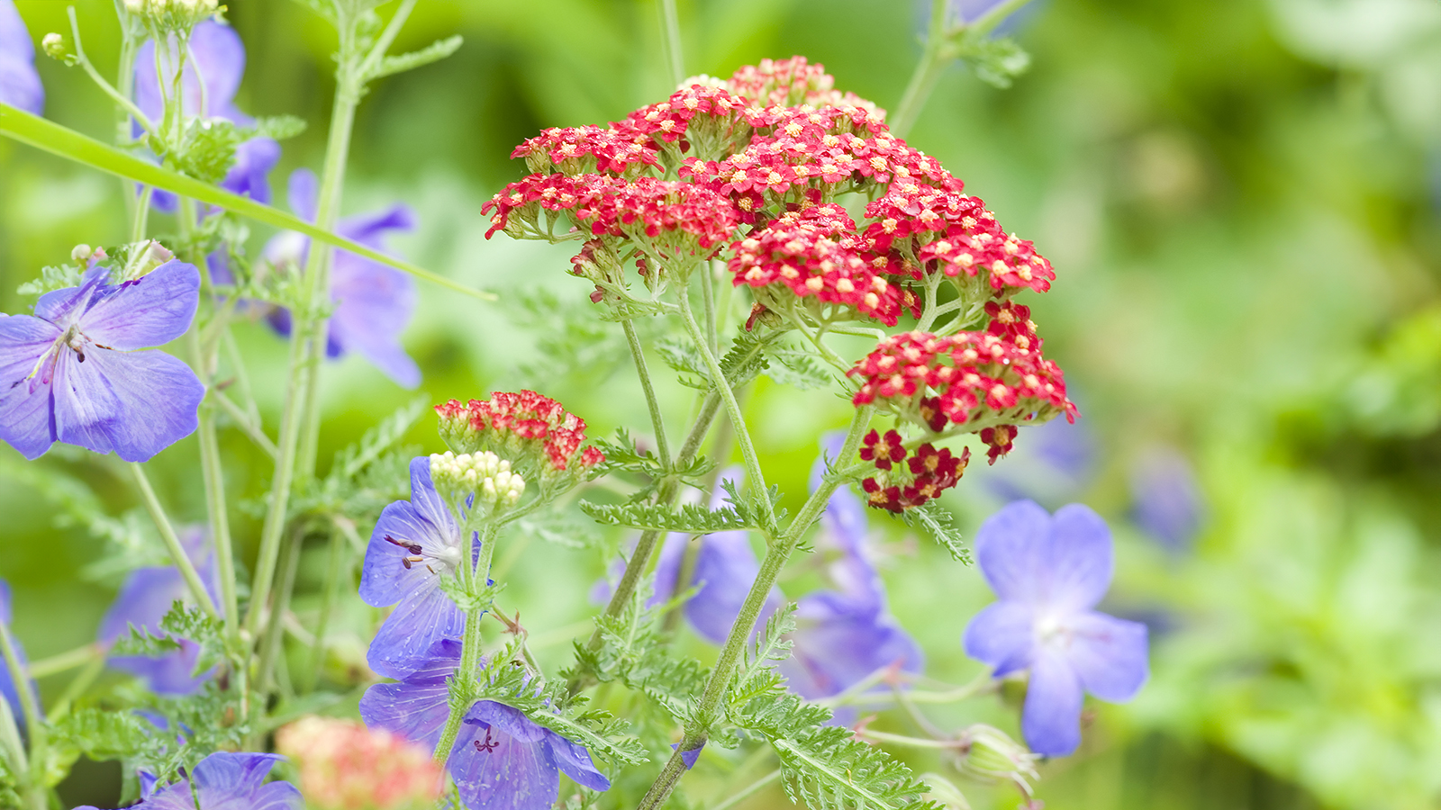 Yarrow and cranesbill hardy geraniums in perennial border
