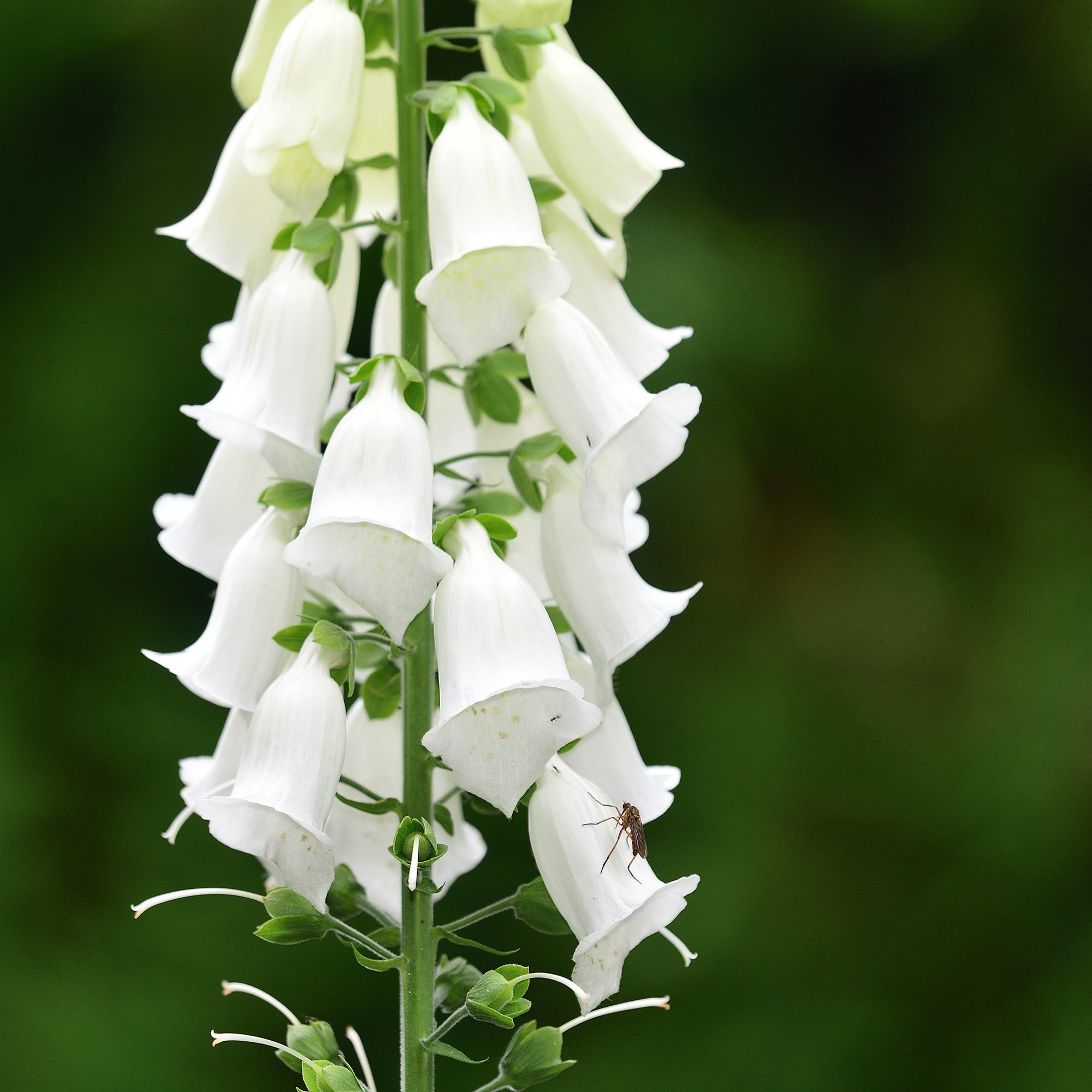 Close up of a white foxglove (digitalis) flower in bloom in the garden