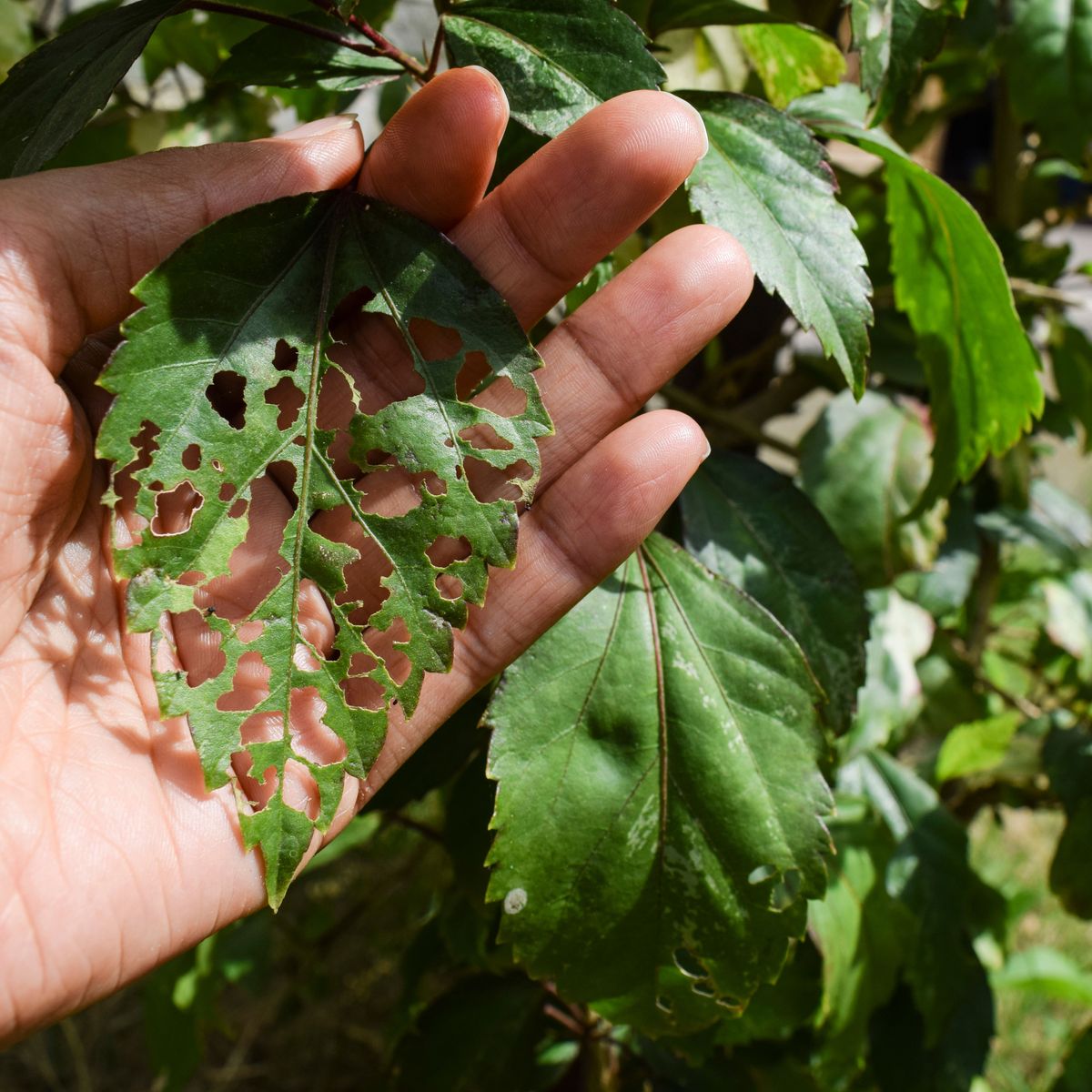 Tackle Hibiscus Disease: Check For These 5 Hibiscus Problems ...