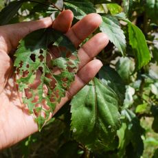 hibiscus disease on leaves in garden