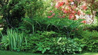 Lush green foliage and Polygonatum in a shade garden