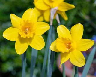 ‘Dutch Master’ daffodil flowers