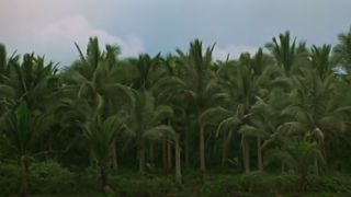 The jungle in the opening scene of Apocalypse Now