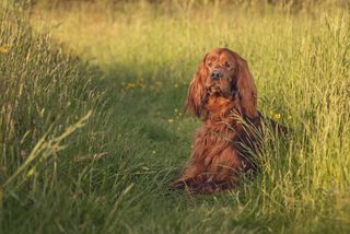 Anna-Marie Coster shares her skills for capturing great dog portraits