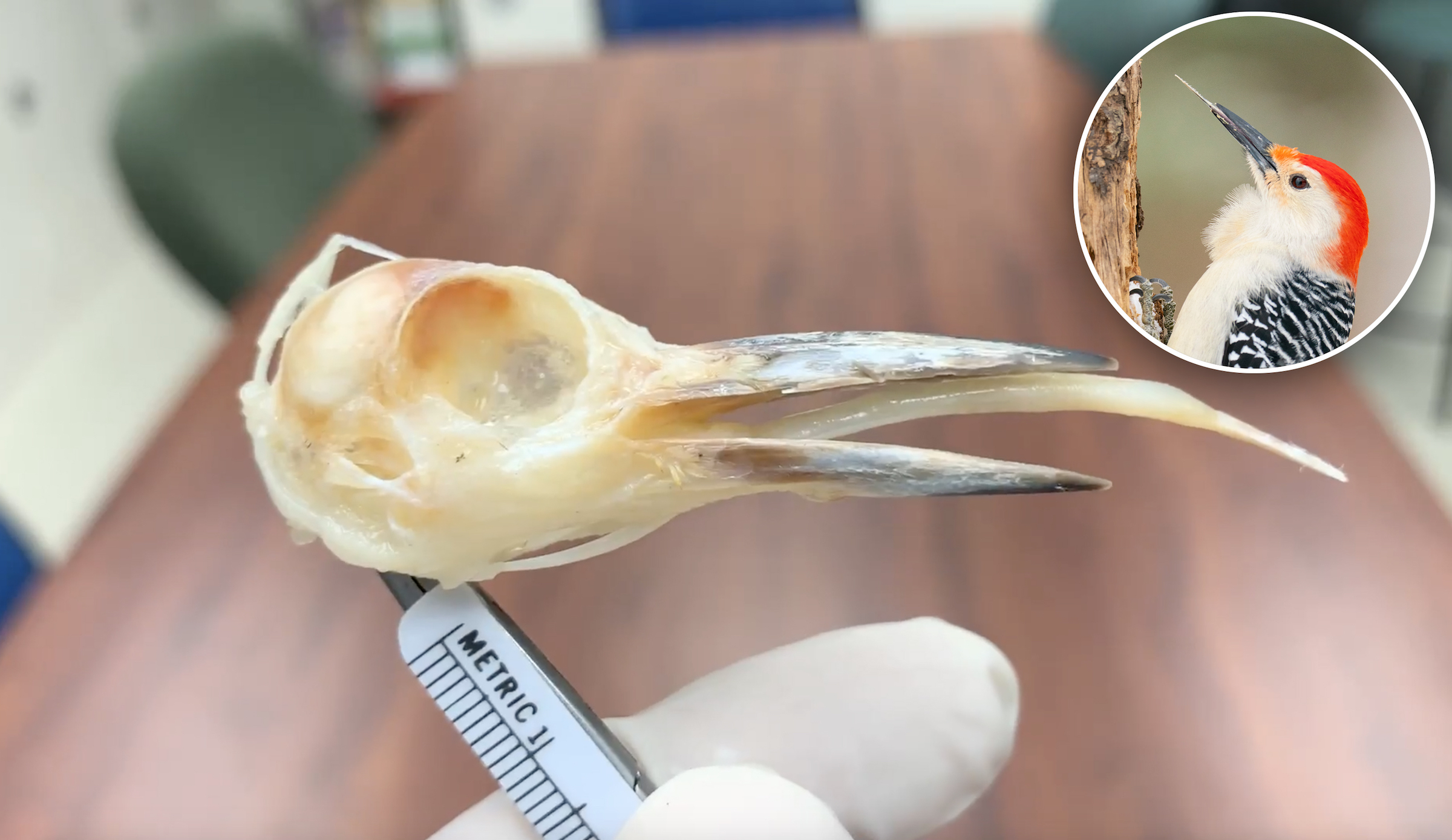 A woodpecker skull showing the size of the bird's tongue