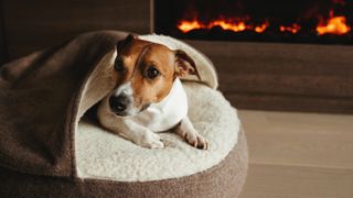 Why do dogs scratch their bed? Jack Russell dog in bed by the fire