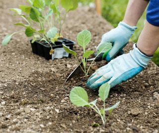 broccoli seedlings being planted in ground