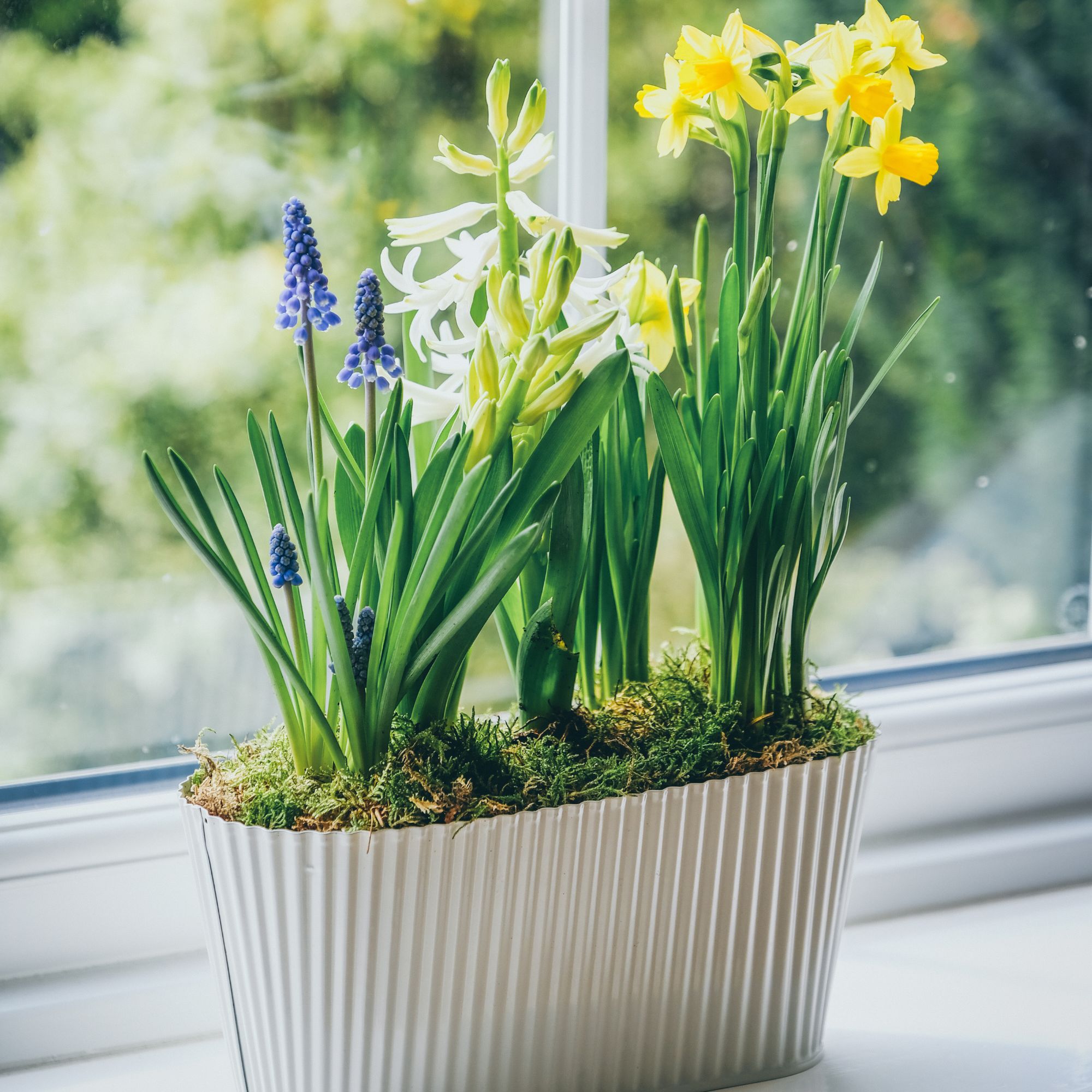 indoor narcissus and muscari on windowsill